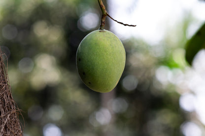 Palakkadan Kadumanga (Tender Mango Pickle)